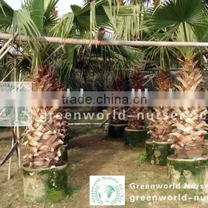 Washingtonia Palm Trees thumbnail-1