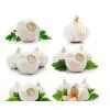 Garlic-2012 Pure White Garlic thumbnail-1