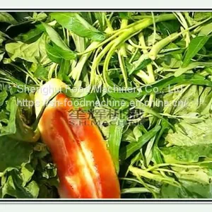 Bubble Ozone Vegetable Washing Machine thumbnail-4