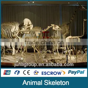 JLDF-G-0025 Replica Animal Skeleton For Sale thumbnail-1