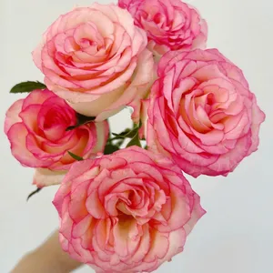 Direct Farm Supply Wholesale Real Touch Fresh Cut Rose Flower for Wedding Decoration thumbnail-2