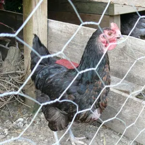 Galvanized Mesh Garden Fence Barrier for Pet Rabbit Chicken Wire Fencing thumbnail-6