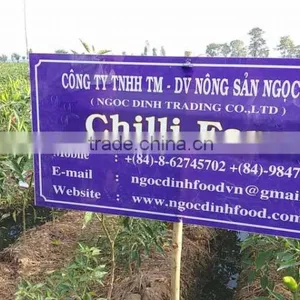 FRESH GREEN CHILLI WITH BEST PRICE ASND GOOD QUALITY thumbnail-4