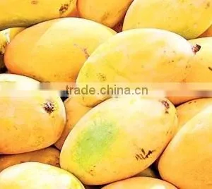 100% Fesh Chunsa Mango thumbnail-1