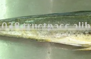 Mahi Mahi Whole/HG thumbnail-1