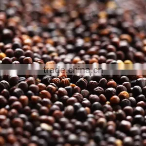 Oilseeds Rape thumbnail-3