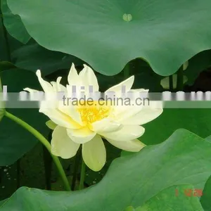 NINGBO/SHANGHAI TO KLAIPEDA(ocean Shipping Service for LCL & FCL)---KELLY thumbnail-1