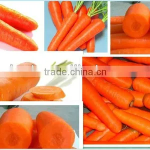 Carrots Agricultural Crops of China thumbnail-4