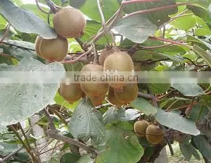 2016 New Crop Chinese Fresh Kiwi Fruits With Good Quality thumbnail-2