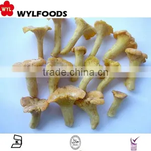 2015 New Product China Mushroom Frozen Chanterelles Mushroom thumbnail-4