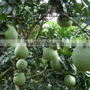 Grapefruit thumbnail-2