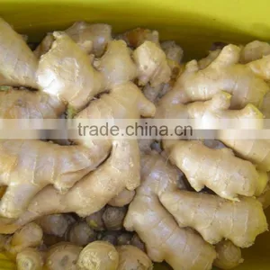 Good Quality Chinese Fresh Ginger thumbnail-4