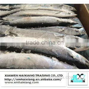 Frozen Fish-Saury Fish thumbnail-3