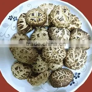 Export Flower Shiitake Mushroom Dried From Fresh Raw Material thumbnail-1
