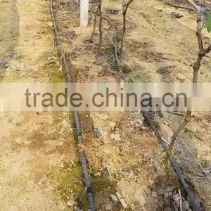 Grape Drip Irrigation for Orchard thumbnail-2