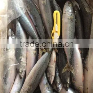 Frozen Mackerel Fish Maw thumbnail-1