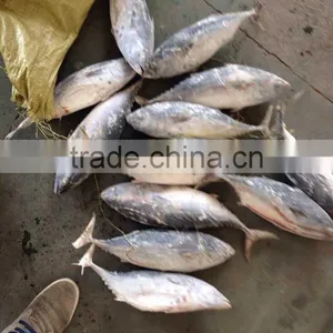 Frozen Hake Fish of Bonito Tuna thumbnail-1