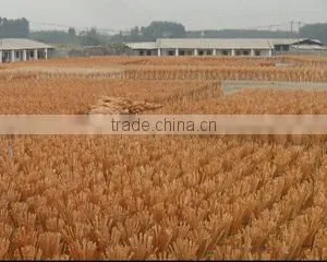 Guangxi Nanning Mailan Import & Export Co., Ltd. company overview - view 2 thumbnail