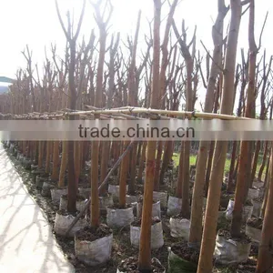 Ficus Religiosa Middle-east Landscaping Trees thumbnail-1