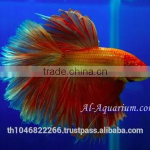 Halfmoon Betta Fish Farm For Sale and Export / Ornamental Fish Thailand thumbnail-1