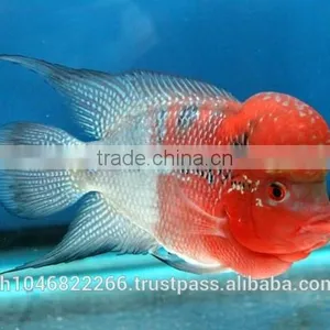 FLOWERHORN FISH IN THAILAND ,BREEDING FARM AND EXPORT thumbnail-1