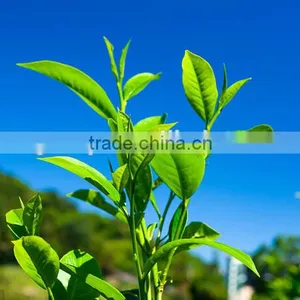 EU Market Black Tea Pekoe Grade 2 Fermented thumbnail-5