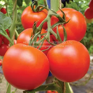 High Germination Hybrid High Yield Red Tomato Seeds thumbnail-3