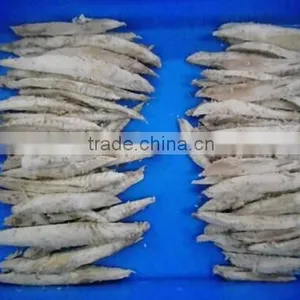 Frozen Precooked Vacuum Packing Bonito Lion and Auxis Thazard thumbnail-5