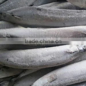Frozen Pacific Saury Scientific Name Cololabis Saira thumbnail-2