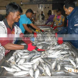 Indian Mackerel AA thumbnail-2