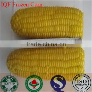IQF Freezing Process and Frozen Style Canned Sweet Kernel Baby Corn thumbnail-2