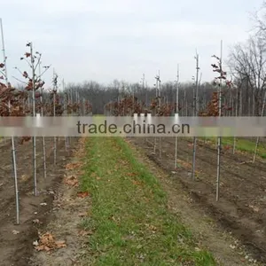 Fiberglass Rod, Fiberglass Stick FRP Rod,Solid Fiberglass Rod for Garden Use for Plants thumbnail-4