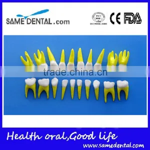 Dental Same Proportionally Simulation Model DEA-43 thumbnail-2