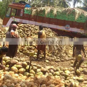 Husked Coconuts From Tuticorin Port thumbnail-1