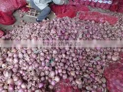 New Red Onion High Quality thumbnail-1