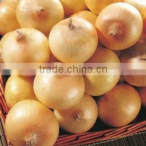 Fresh Yellow Onion thumbnail-1
