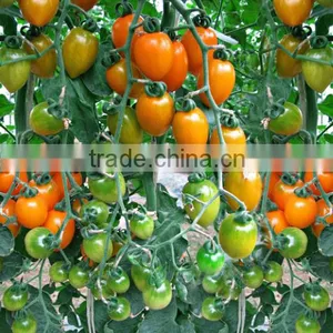 Hybrid High Yield Orange Red Tomato Seeds for Cultivation-Huang He 800 thumbnail-2