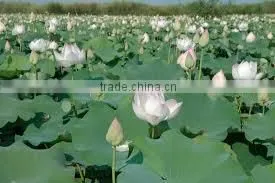 FRESH LOTUS ( PINK , WHITE ) thumbnail-5