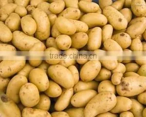 Starch thumbnail-2