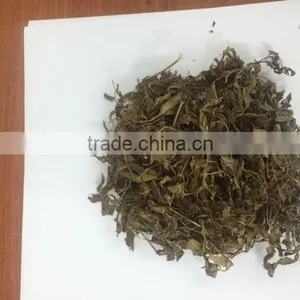 Polyscias Fruticosa thumbnail-2