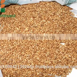 CORIANDER thumbnail-6