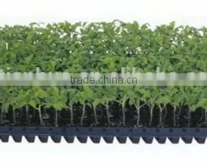 China Supplier Best Choice Competitive Price Agriculture Seed Tray thumbnail-1