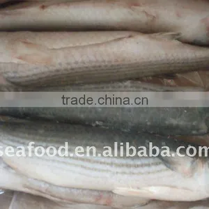 IQF Frozen Grey Mullet Whole Round thumbnail-1