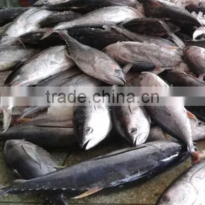 3KG Frozen Yellowfin Tuna thumbnail-3