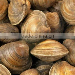 Cherry Stone thumbnail-3