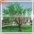 Light Christmas Decor Led Decorative Trees Led Light Tree All Kinds of Led Cherry Blossom Tree thumbnail-6