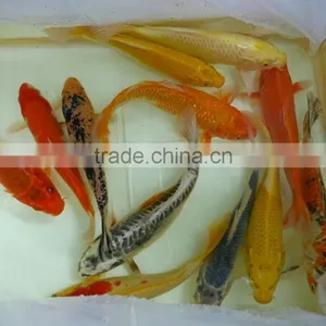 Mix Color Koi Carp Fish Wholesale in Thailand thumbnail-1
