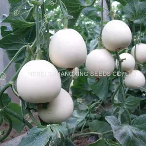 Sweet Star No.21 Resist Diseases Hybrid Musk Melon Seeds thumbnail-4