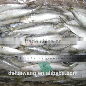 Frozen Sardine Frozen on Land thumbnail-2