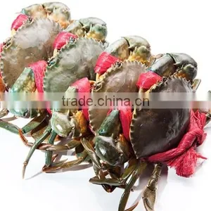 Live Mud Crab (Male, Female, Eggs) thumbnail-2